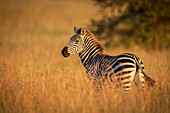 Steppenzebra (Equus quagga) steht im Gras und beobachtet die Kamera, Serengeti-Nationalpark; Tansania.