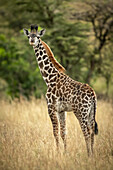 Junge Massai-Giraffe (Giraffa camelopardalis tippelskirchii) steht im langen Gras zwischen Bäumen, Serengeti-Nationalpark; Tansania.