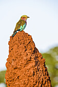 Lilac-breasted Roller (Coracias caudata) perched on termite mound in Tarangire National Park; Tanzania