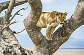 Ausgewachsene Löwin (Panthera leo) starrt von einem Baum im Serengeti-Nationalpark herab; Tansania.