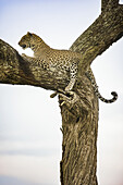 Leopard (Panthera pardus) ruht auf einem Baum im Ndutu-Gebiet des Ngorongoro-Krater-Schutzgebiets in den Serengeti-Ebenen; Tansania.