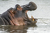 Seitenansicht eines gähnenden Flusspferdes (Hippopotamus amphibius) im Ngorongoro-Schutzgebiet; Tansania.