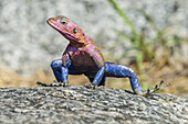 Buntes männliches Mwanza-Flachkopf-Felsenagama (Agama mwanzae) auf einem Felsen im Serengeti-Nationalpark; Tansania.