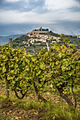 Vineyards surrounding the hilltop medieval town of Motovun; Motovun, Istria, Croatia