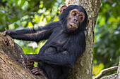 Junger Schimpanse (Pan troglodytes) ruht sich in einem Baum im Mahale Mountains National Park am Ufer des Tanganika-Sees aus; Tansania