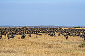 Dichte Herde von Gnus (Connochaetes taurinus) im trockenen Grasland der Serengeti-Ebenen, Serengeti-Nationalpark; Tansania.