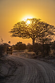 Safari-Fahrzeug fährt auf die aufgehende Sonne zu, die durch die Äste eines blattlosen Baumes im Katavi-Nationalpark scheint; Tansania