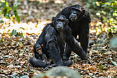 Schimpansenweibchen (Pan troglodytes) und ein winziges Baby im Mahale Mountains National Park an der Küste des Tanganjikasees; Tansania.