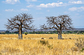 Zwei blattlose Baobab-Bäume (Adansonia digitata) stehen in starkem Kontrast zum goldenen trockenen Gras des Ruaha-Nationalparks; Tansania.