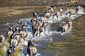 Gnus (Connochaetes taurinus) spritzen durch den Mara-Fluss, Serengeti-Nationalpark; Tansania.