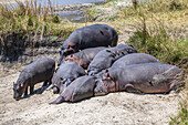 Gruppe von Flusspferden (Hippopotamus amphibious,) mit Rotschnabelspechten (Buphagus erythrorhynchus) liegen am sandigen Flussufer im Katavi-Nationalpark; Tansania