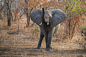 Afrikanischer Elefant (Loxodonta africana) mit erhobenem Rüssel und weit gespreizten Ohren im Ruaha-Nationalpark; Tansania.
