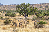 Adult Maasai Giraffe (Giraffa camelopardalis) with three young Giraffes in the golden dry savannah of Ruaha National Park; Tanzania