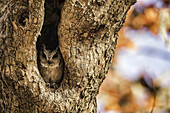 Northern Scops Owl (Strigidae); Rajasthan, India