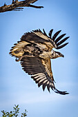 Junger afrikanischer Fischadler (Haliaeetus vocifer) fliegt vom Baum, Serengeti; Tansania
