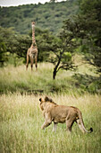 Männlicher Löwe (Panthera leo) pirscht sich an Massai-Giraffe (Giraffa camelopardalis tippelskirchii) in Savanne an, Serengeti; Tansania.