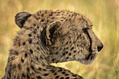 Nahaufnahme des Kopfes eines weiblichen Geparden (Acinonyx jubatus) von hinten, Serengeti; Tansania.