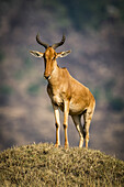 Kuhantilope (Alcelaphus buselaphus cokii) steht auf einem Erdhügel und schaut in die Kamera, Serengeti; Tansania.