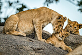 Löwenjunges (Panthera leo) kuschelt mit einem anderen Geschwisterchen, Serengeti; Tansania.