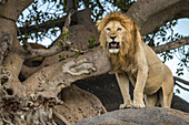 Männlicher Löwe (Panthera leo) steht auf einem Felsen neben einem Baum, Serengeti; Tansania.