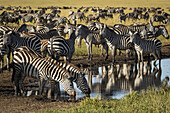 Plains zebra (Equus quagga) drink from puddle on track, Serengeti; Tanzania