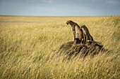 Cheetah (Acinonyx jubatus) and cub sit on termite mound, Serengeti; Tanzania