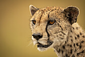 Ein Gepard (Acinonyx jubatus) starrt in einer Nahaufnahme von Gesicht und Hals in die Ferne. Ihr braunes Fell ist mit schwarzen Flecken bedeckt, und das Bokeh im Hintergrund ist ein sanftes, cremefarbenes Gold, Serengti; Tansania