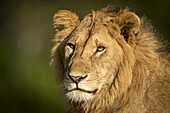 Nahaufnahme eines männlichen Löwen (Panthera leo), Kopf und Schultern, Serengeti; Tansania.