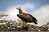 Lappengeier (Torgos tracheliotos) auf Dornenbaum mit Fanglicht, Serengeti; Tansania.