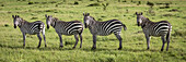 Panorama of four plains zebra (Equus quagga) eyeing camera, Serengeti; Tanzania