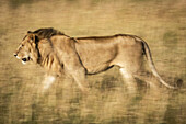 Langsamer Schwenk eines männlichen Löwen (Panthera leo), der nach links läuft, Serengeti, Tansania