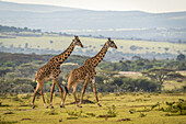 Zwei Massai-Giraffen (Giraffa camelopardalis tippelskirchii) laufen über eine Grasebene, Serengeti; Tansania.