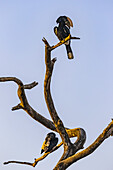 Nashornvögel (Bucerotidae) auf einem toten Baum; Region Oromia, Äthiopien.
