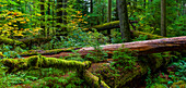 Üppiges Laub und umgestürzte Bäume im alten Wald von Cathedral Grove, MacMillan Provincial Park, Vancouver Island; British Columbia, Kanada