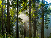 Sonnenstrahlen auf dem Wald in den California Redwoods; Kalifornien, Vereinigte Staaten von Amerika