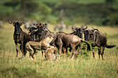 Streifengnu (Connochaetes taurinus) beobachtet zwei Geparden (Acinonyx jubatus), die einen anderen erdrosseln, Klein's Camp, Serengeti-Nationalpark; Tansania.