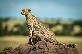 Cheetah (Acinonyx jubatus) with two cubs on termite mound in profile, Grumeti Serengeti Tented Camp, Serengeti National Park; Tanzania
