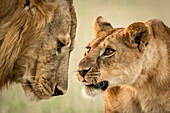 Close-up of cub reaching to nuzzle lion (Panthera leo), Grumeti Serengeti Tented Camp, Serengeti National Park; Tanzania