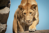 Nahaufnahme einer Löwin (Panthera leo) auf einem Felsen mit Blick nach unten, Klein's Camp, Serengeti National Park; Tansania.