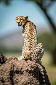 Female Cheetah (Acinonyx jubatus) with cub on mound, Grumeti Serengeti Tented Camp, Serengeti National Park; Tanzania