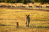 Impala (Aepyceros melampus) harem watches lioness and cub (Panthera leo) approach, Grumeti Serengeti Tent Camp, Serengeti National Park; Tanzania
