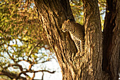 Leopard (Panthera pardus) schaut aus einer Baumgabelung heraus, Grumeti Serengeti Tented Camp, Serengeti Nationalpark; Tansania.