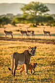 Löwin und Junges (Panthera Leo) blicken in die Kamera in der Nähe des Impala (Aepyceros melampus) Harems, Grumeti Serengeti Tent Camp, Serengeti National Park; Tansania.