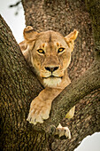 Löwin (Panthera leo) liegt mit baumelnden Beinen auf einem Ast, Grumeti Serengeti Tented Camp, Serengeti National Park; Tansania.
