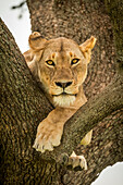 Lioness (Panthera leo) lies on branch with legs dangling, Grumeti Serengeti Tented Camp, Serengeti National Park; Tanzania