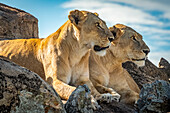 Löwinnen (Panthera leo) liegen sich spiegelnd auf einem Felsen, Cottar's 1920er Safari Camp, Maasai Mara National Reserve; Kenia.