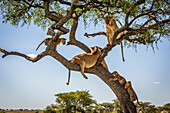 Zwei Löwinnen und drei Jungtiere (Panthera leo) liegen auf einem Baum, Grumeti Serengeti Tented Camp, Serengeti Nationalpark; Tansania.