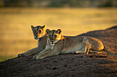 Zwei Löwinnen (Panthera leo) liegen in der Morgendämmerung am Ufer, Grumeti Serengeti Tented Camp, Serengeti National Park; Tansania.