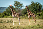 Two Masai giraffe calves (Giraffa camelopardalis tippelskirchii) mirror each other, Grumeti Serengeti Tented Camp, Serengeti National park; Tanzania