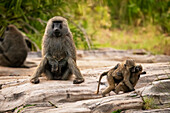 Two young olive baboons (Papio anubis) play by father, Cottar's 1920s Safari Camp, Maasai Mara National Reserve; Kenay